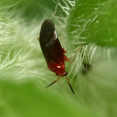 Rhinocapsus vanduzeei