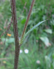 Cirsium monspessulanum