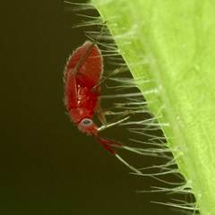 Rhinocapsus vanduzeei