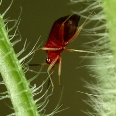 Rhinocapsus vanduzeei