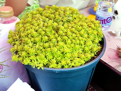 Sedum japonicum