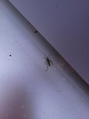 Heteroptera