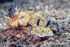 Hypselodoris pulchella