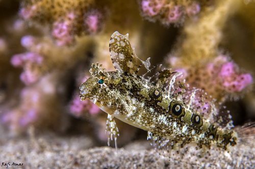 Crested Sabretooth Blenny