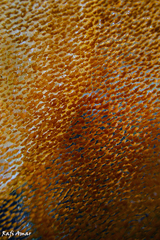 Hexabranchus sanguineus