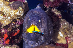 Gymnothorax nudivomer