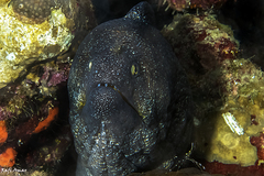 Gymnothorax nudivomer