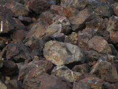 Muscisaxicola frontalis