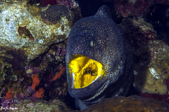Gymnothorax nudivomer