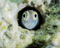 Alloblennius pictus