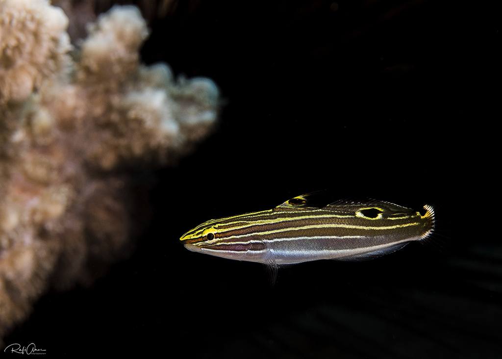 Hoese's Goby