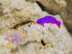 Pseudochromis fridmani