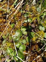 Hydrocotyle vulgaris
