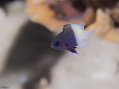 Pycnochromis dimidiatus