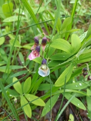 Lathyrus vernus