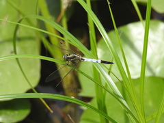 Orthetrum albistylum speciosum