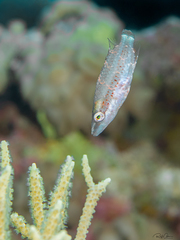 Oxycheilinus orientalis