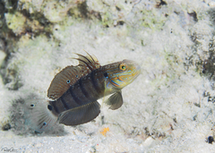 Amblygobius albimaculatus