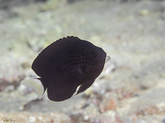 Pomacentrus trichrourus