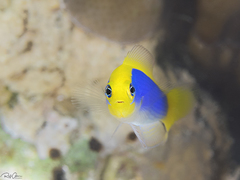 Pseudochromis flavivertex