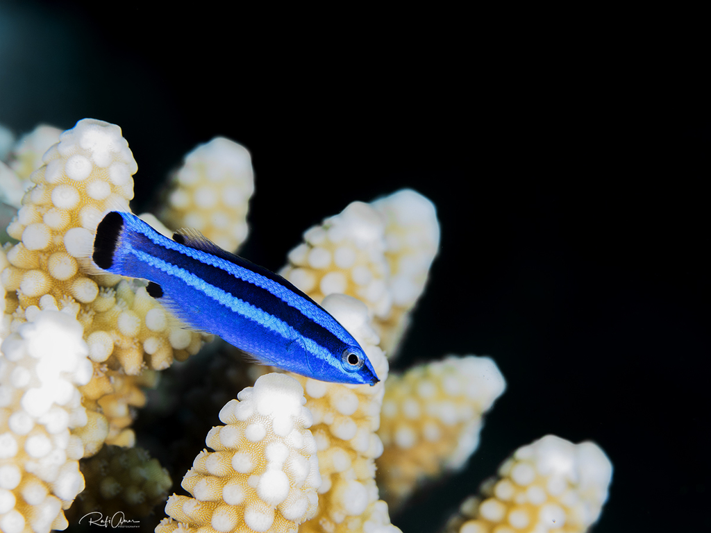 Fourline wrasse (Larabicus quadrilineatus) — Labridae