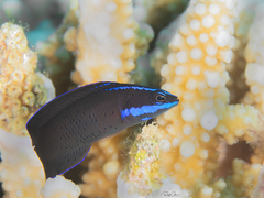 Pseudochromis springeri