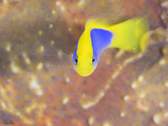 Pseudochromis flavivertex