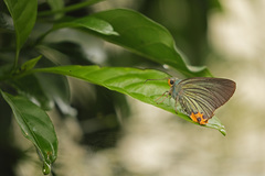 Choaspes hemixanthus