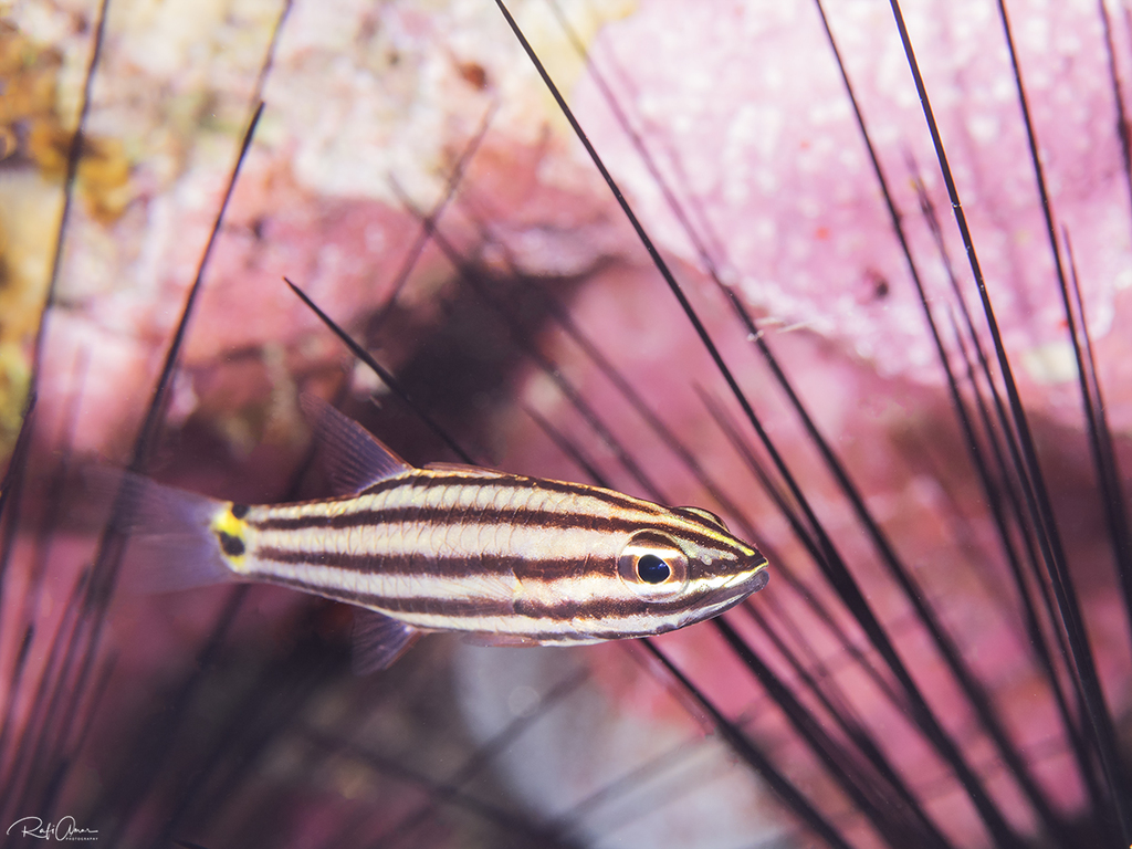 Indian Ocean twospot cardinalfish (Cheilodipterus novemstriatus) — Apogonidae
