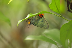 Choaspes hemixanthus