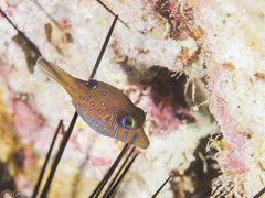 Canthigaster pygmaea