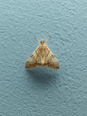 Agrioglypta zelimalis