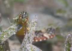 Halicampus punctatus