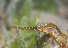 Halicampus punctatus