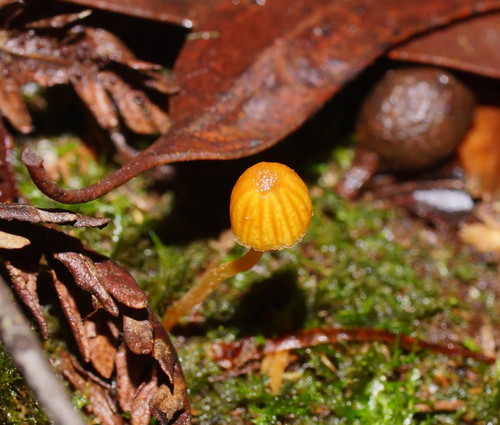 Galerina hypnorum image