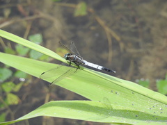 Orthetrum albistylum speciosum