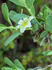 Phyllanthus calycinus