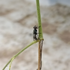 Diptera