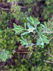 Phyllanthus calycinus