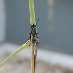 Diptera