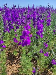 Consolida orientalis