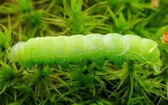 Orthosia cerasi