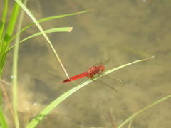 Crocothemis servilia