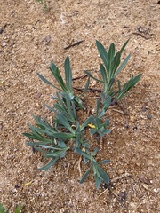 Gypsophila altissima