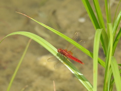 Crocothemis servilia