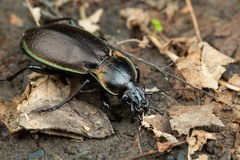 Carabus nemoralis prasinotinctus