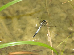 Orthetrum albistylum speciosum