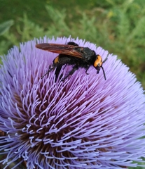 Megascolia maculata flavifrons