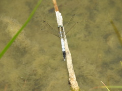 Orthetrum albistylum speciosum