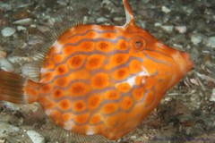 Eubalichthys mosaicus